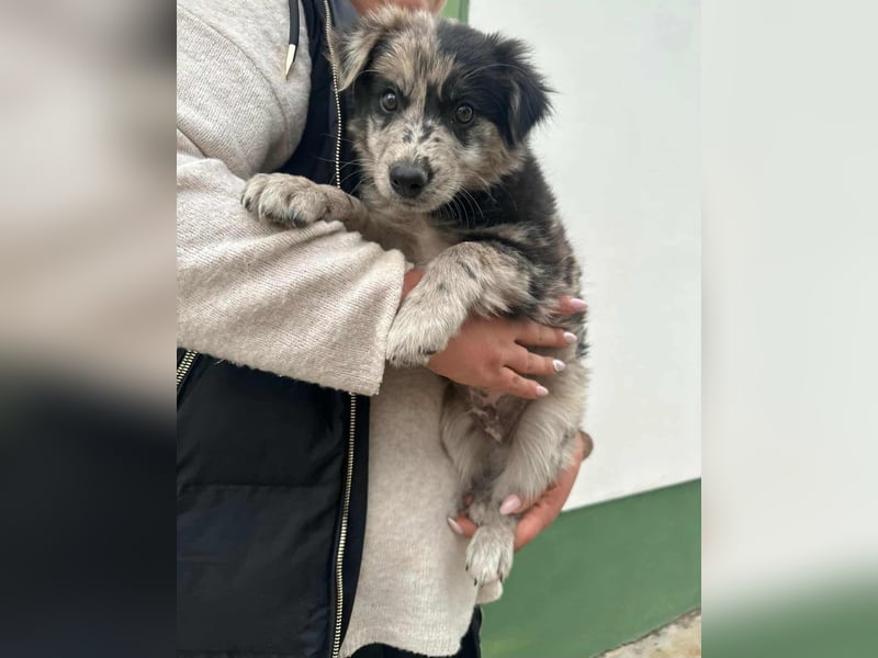 Charly, geboren 02.07.2025, 31cm sucht seine Familie