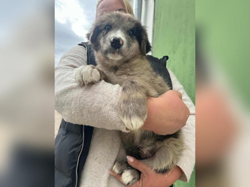 Dolfi, geboren 02.07.2025, 33cm sucht tierliebe Menschen