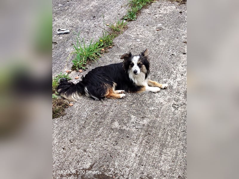 Süßer Mini Australian Shepherd  Rüde