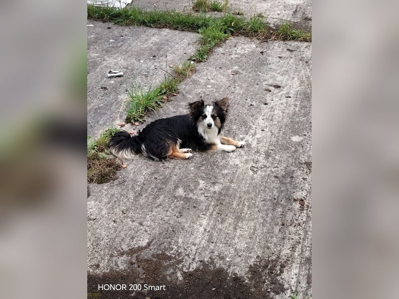 Süßer Mini Australian Shepherd  Rüde