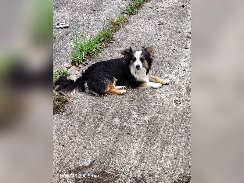 Süßer Mini Australian Shepherd  Rüde