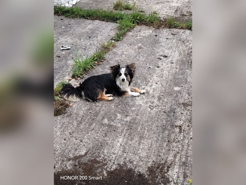 Süßer Mini Australian Shepherd  Rüde