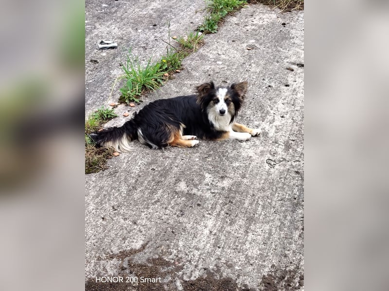 Süßer Mini Australian Shepherd  Rüde