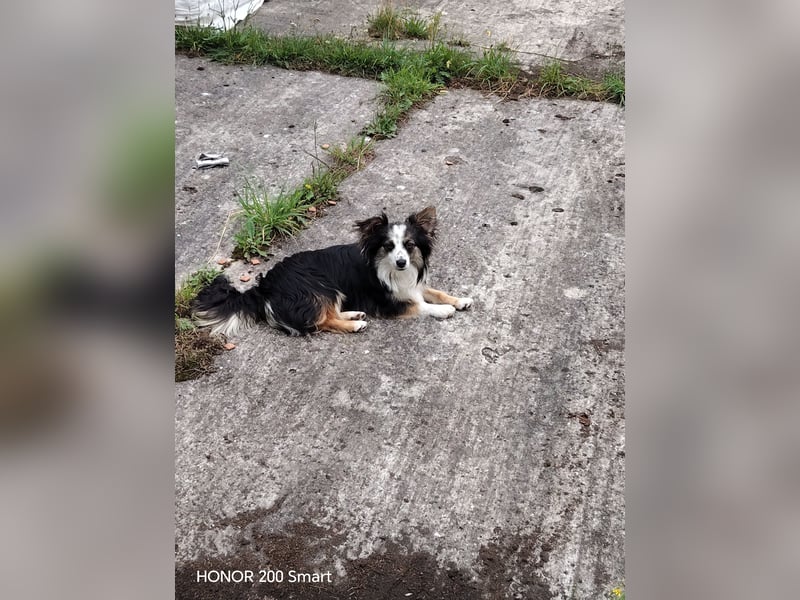 Süßer Mini Australian Shepherd  Rüde
