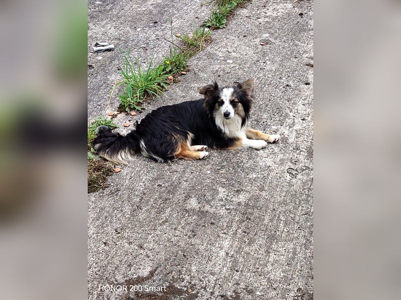 Süßer Mini Australian Shepherd  Rüde