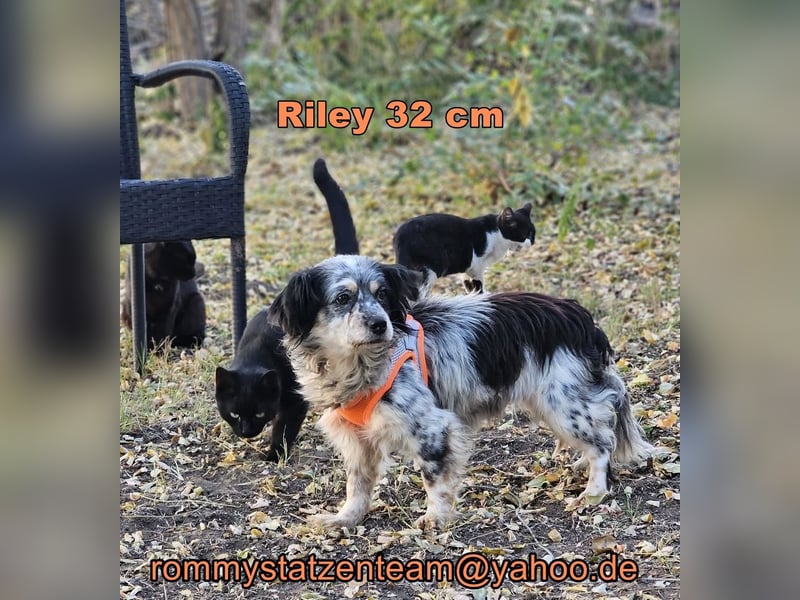 Riley ist klug, lernfreudig, sportlich