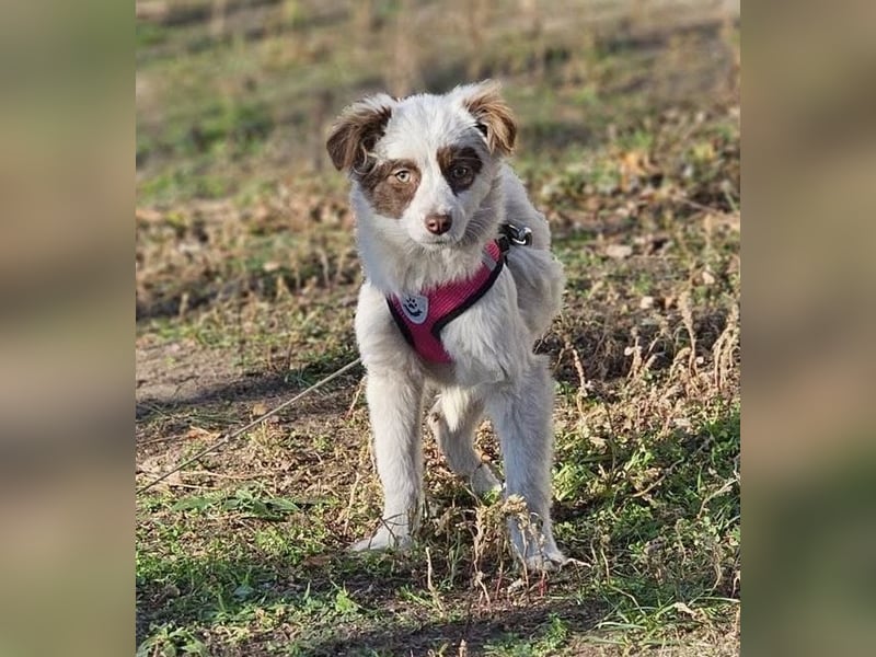 Rakuna sucht ein sportliches Zuhause