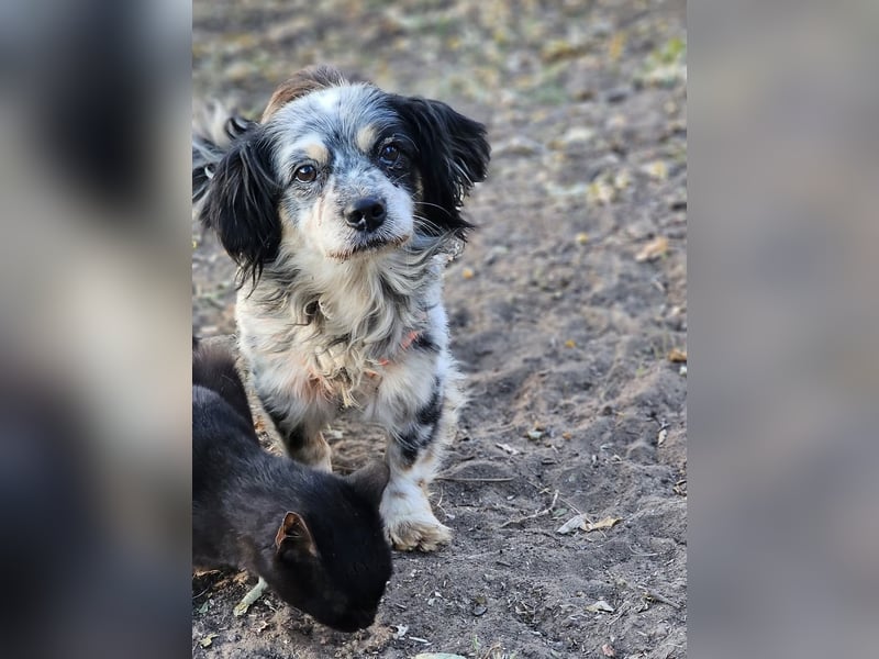 Riley ist klug, lernfreudig, sportlich