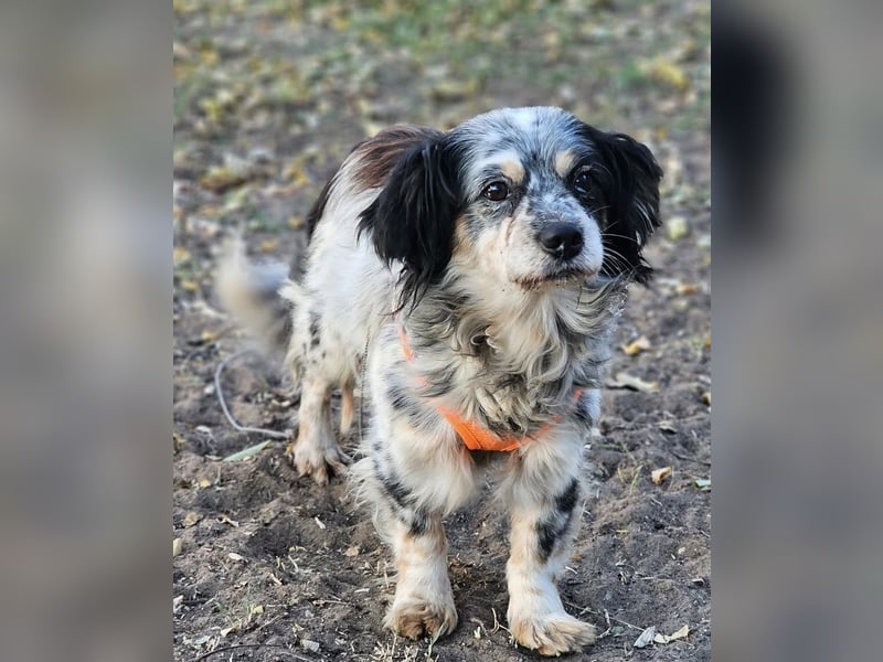 Riley ist klug, lernfreudig, sportlich