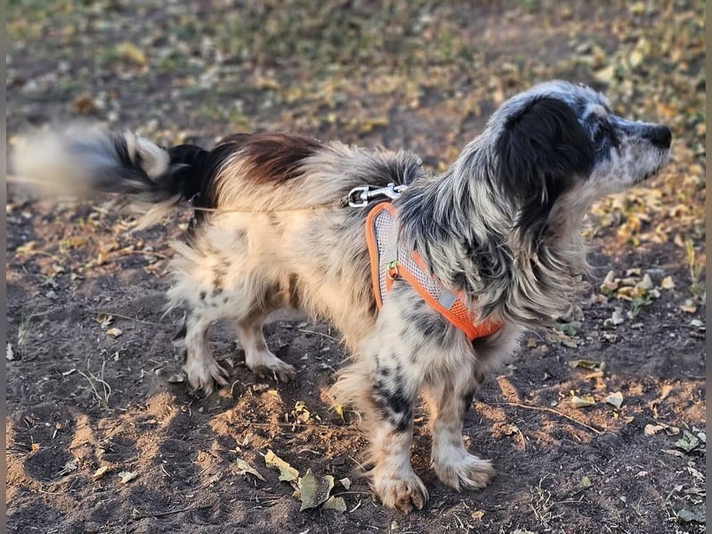 Riley ist klug, lernfreudig, sportlich