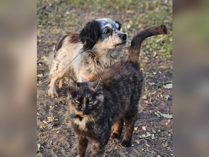 Riley ist klug, lernfreudig, sportlich