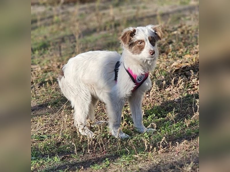 Rakuna sucht ein sportliches Zuhause