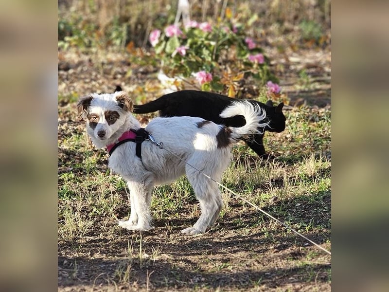 Rakuna sucht ein sportliches Zuhause