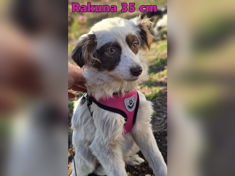 Rakuna sucht ein sportliches Zuhause