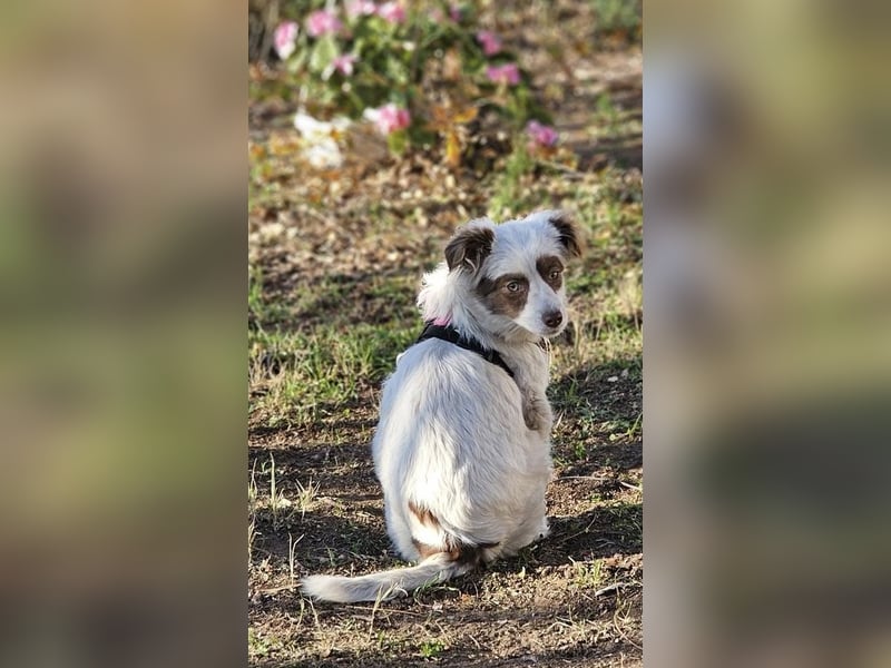 Rakuna sucht ein sportliches Zuhause