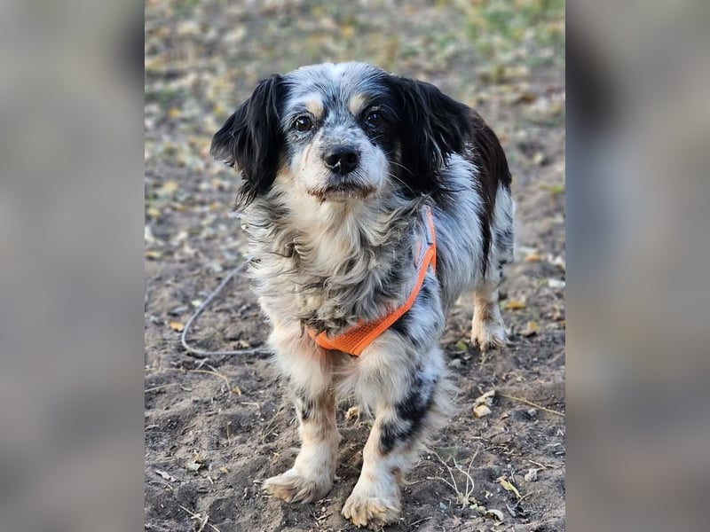 Riley ist klug, lernfreudig, sportlich