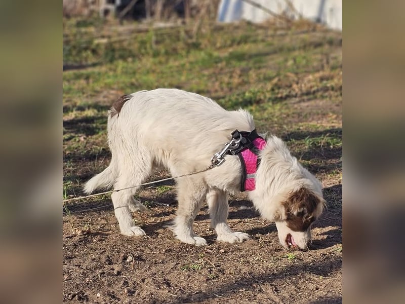 Rakuna sucht ein sportliches Zuhause