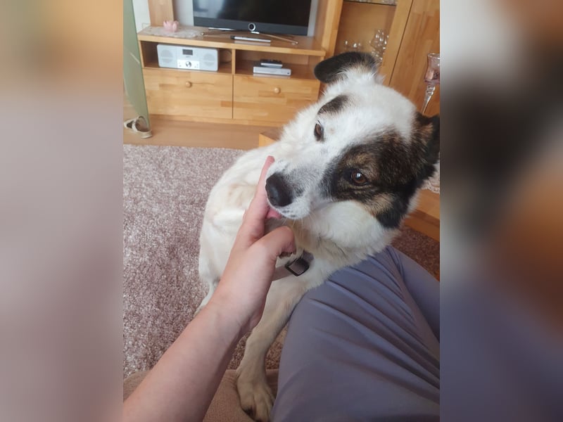 Kasimir sucht ein Zuhause