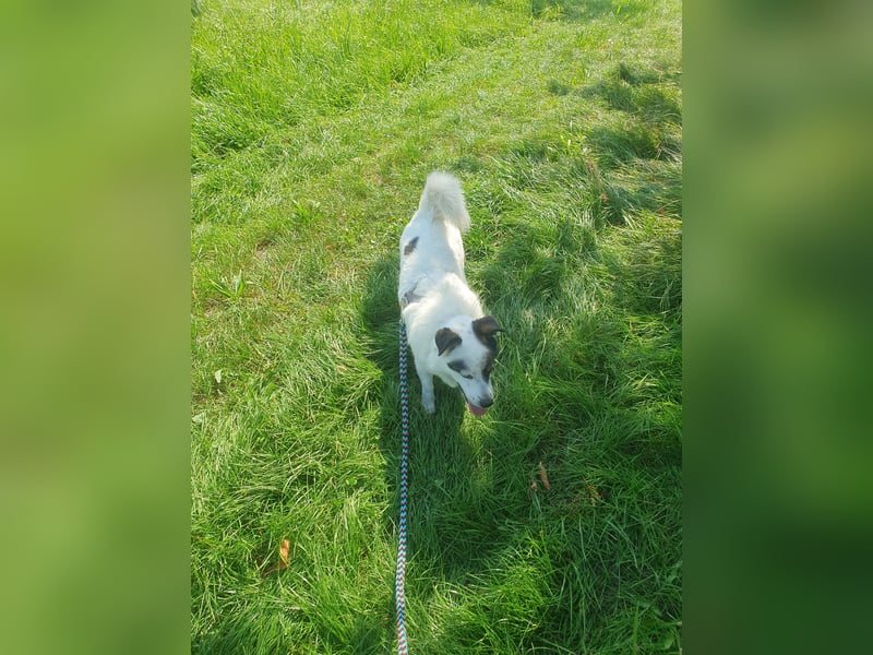 Kasimir sucht ein Zuhause