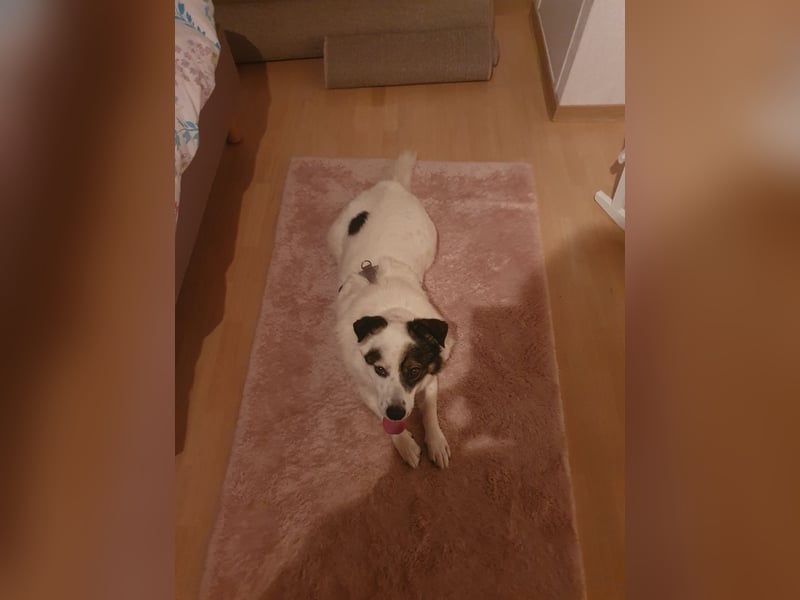 Kasimir sucht ein Zuhause