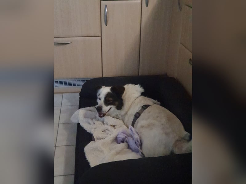 Kasimir sucht ein Zuhause