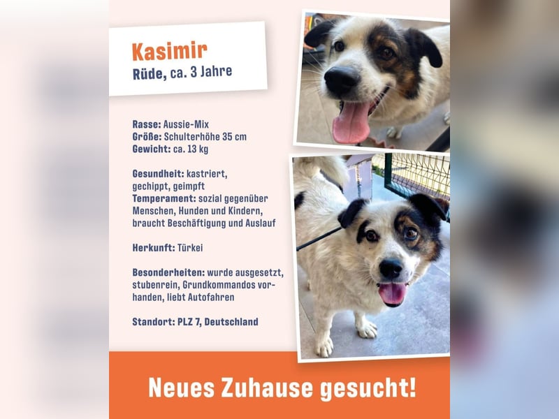 Kasimir sucht ein Zuhause