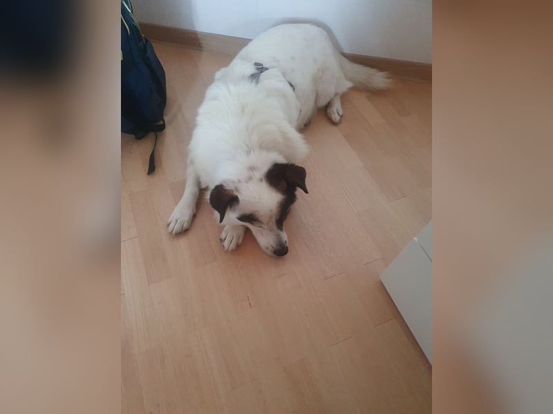 Kasimir sucht ein Zuhause