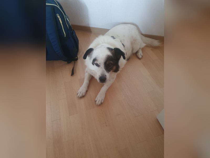 Kasimir sucht ein Zuhause