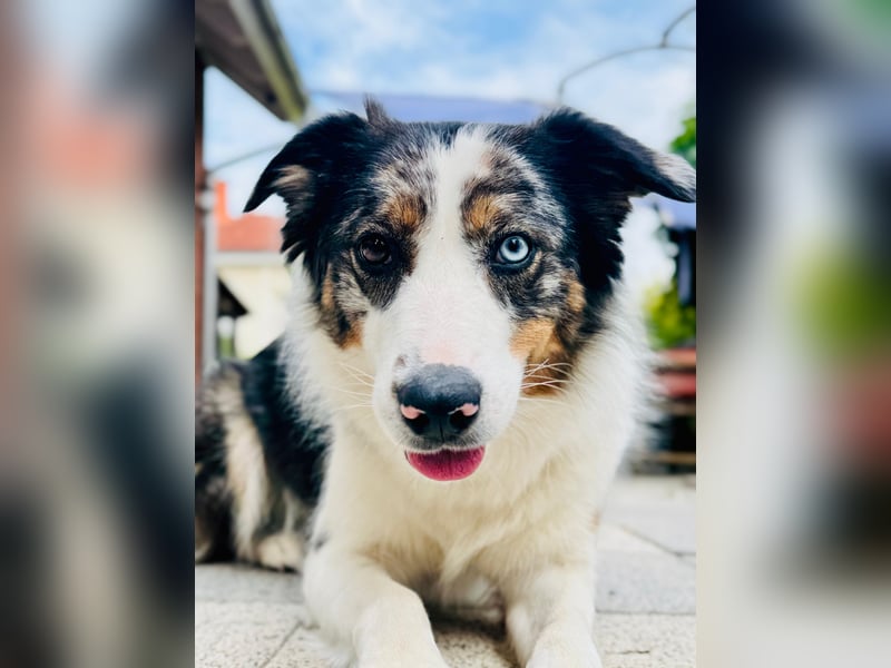 Australian Shepherd Mix