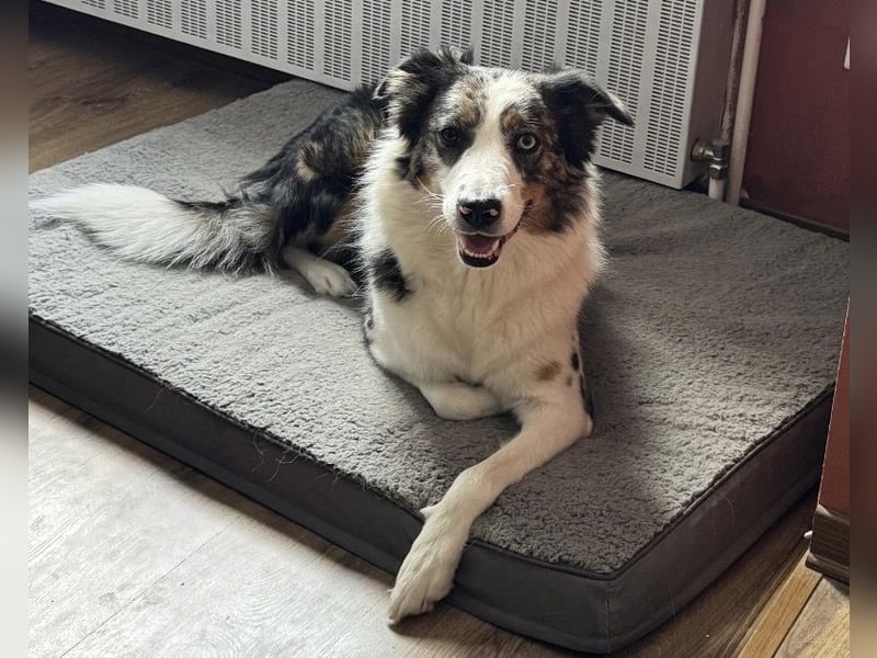 Australian Shepherd Mix