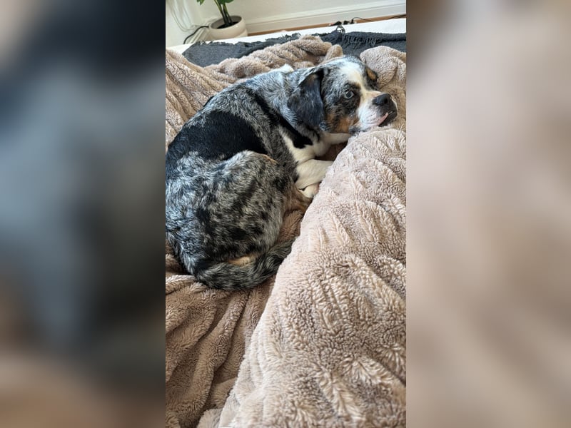 Liebe 2.5 Jahre alte bullymix Hündin sucht ihr Zuhause