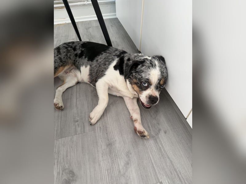 Liebe 2.5 Jahre alte bullymix Hündin sucht ihr Zuhause