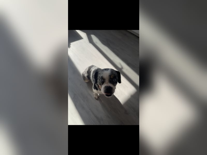 Liebe 2.5 Jahre alte bullymix Hündin sucht ihr Zuhause