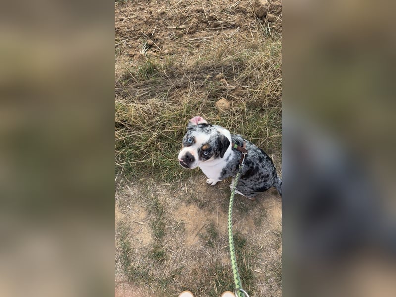 Liebe 2.5 Jahre alte bullymix Hündin sucht ihr Zuhause