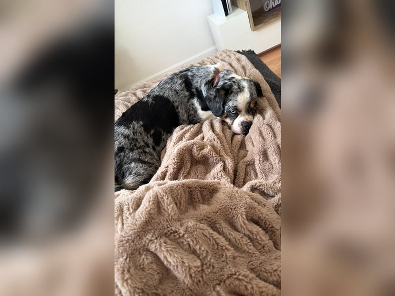 Liebe 2.5 Jahre alte Bullymix Hündin