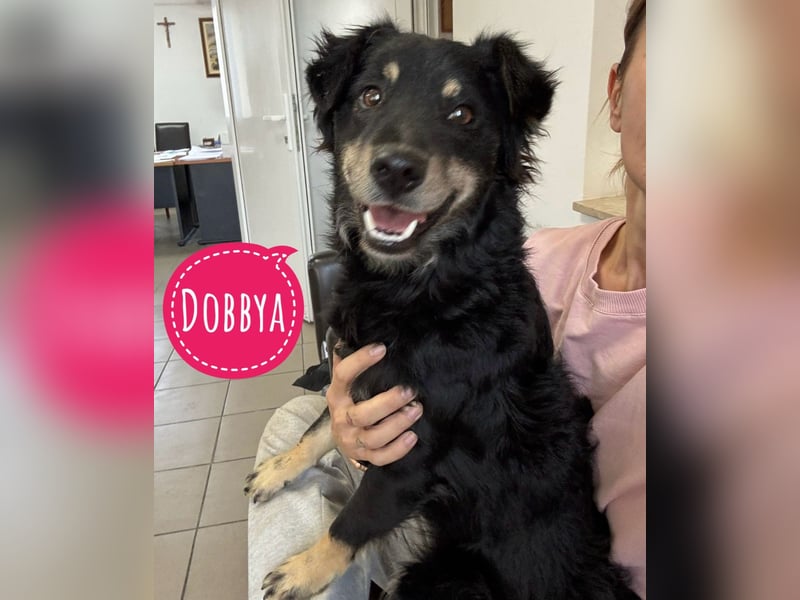 Dobbya eine fröhliche Natur Dobbya eine fröhliche Natur