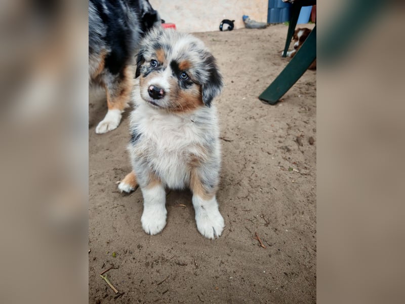 Australian Shepherd Welpen