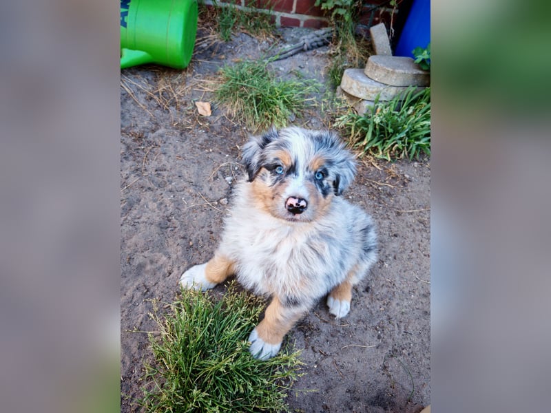Australian Shepherd Welpen