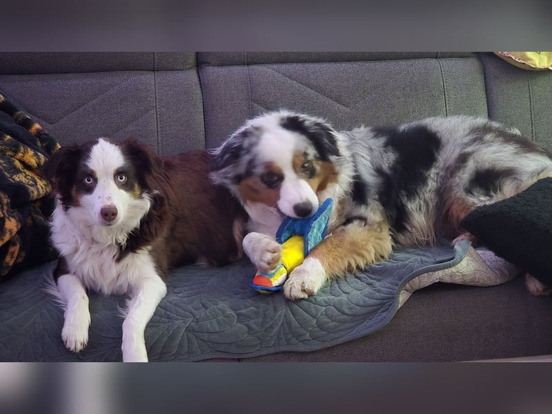 Australian Shepherd Welpen