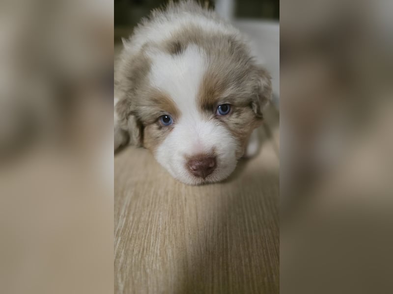 Australian Shepherd Welpen