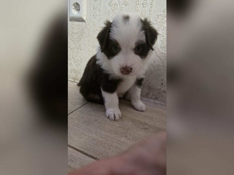 Australian Shepherd Welpen