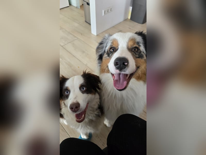 Australian Shepherd Welpen