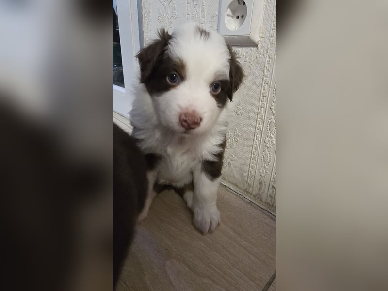 Australian Shepherd Welpen