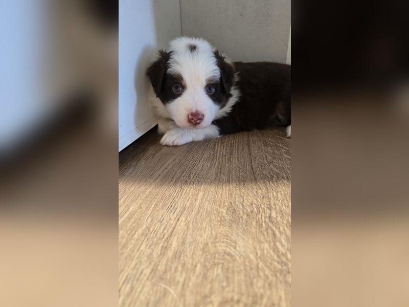 Australian Shepherd Welpen