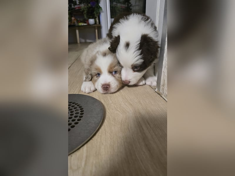 Australian Shepherd Welpen