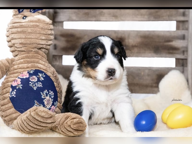 Zuckersüße kleine  Australian Shepherd Babys