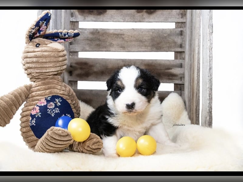 Traumhafte Australian Shepherd Welpen