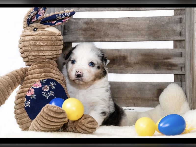 Traumhafte Australian Shepherd Welpen