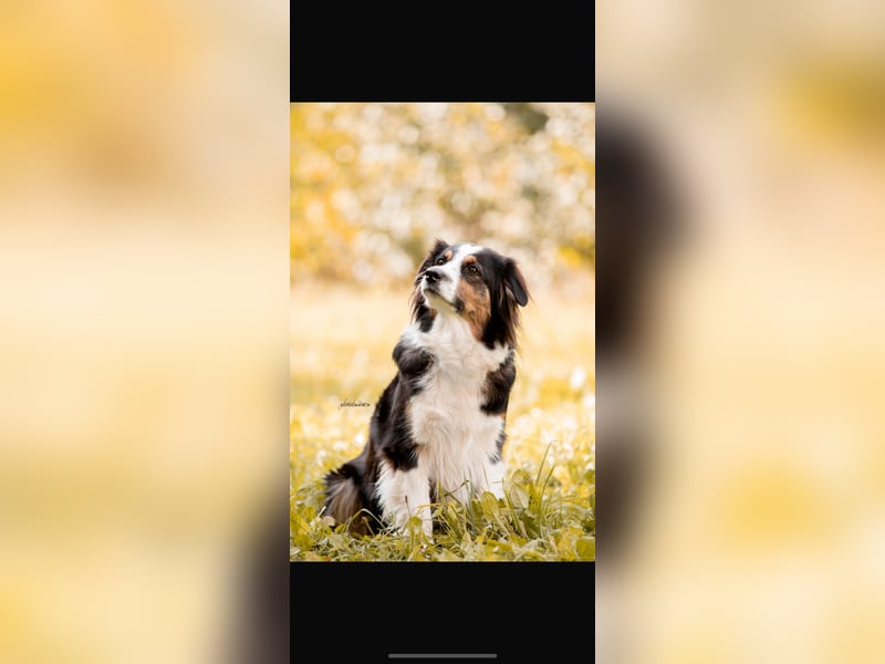 Traumhafte Australian Shepherd Welpen