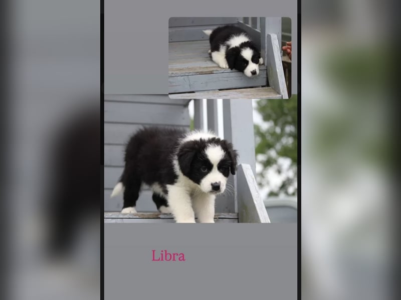 Wundervolle Australian Shepherd Welpen